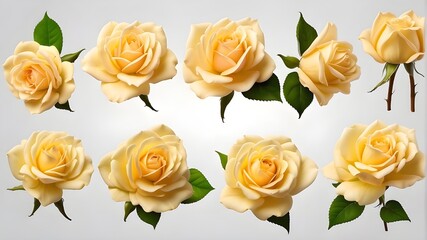 yellow roses, A yellow-petalled rose bloom viewed from the top and side. Transparent PNG background that is isolated. different perspectives. The fantasy blossomed. present for Valentine's Day. Mother