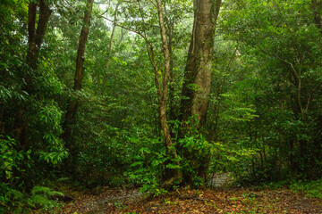 奄美自然観察の森