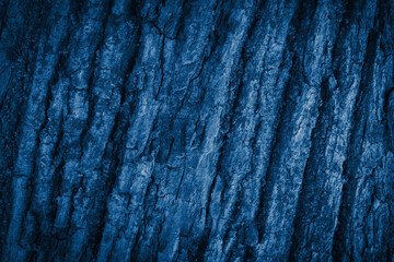 Birch tree bark texture in blue tone.