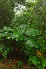 奄美自然観察の森、クワズイモ