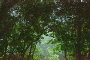 奄美自然観察の森