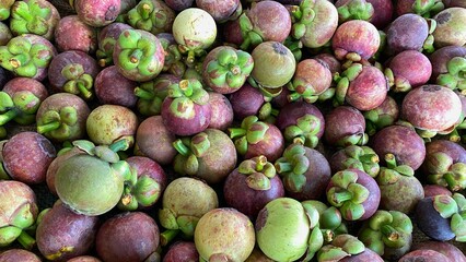 Fresh tropical mangosteen from our garden in Thailand