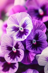 pansies, purples and ivories, graphics set, background, wallpaper, botanical, floral, greeting card