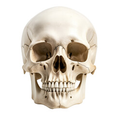 Obraz premium A high-resolution image of a human skull isolated on white background.
