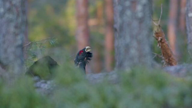 Male western capercaillie roost on lek site in lekking season close up in pine forest morning light