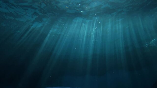 Sea Lions swimming on ocean surface