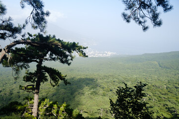 Spruce vegetation at a height in the mountains. Beautiful landscape. Coniferous trees in the...