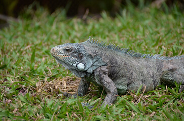 The green iguana is also known as a large arboreal lizard of the iguana genus. Brazilian Fauna