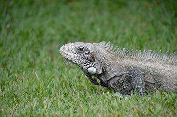 The green iguana is also known as a large arboreal lizard of the iguana genus. Brazilian Fauna