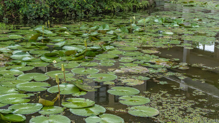 Water lilies in the pond. Green leaves float on the surface. The buds of the white flowers rise above the water on long stems. Reflection. Malaysia