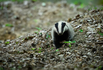 Baby Badger close up ( Meles meles )
