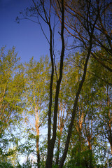 Rippling water, beautiful landscape of spring park, willows and pond, river, pond. reflections of bright ripples