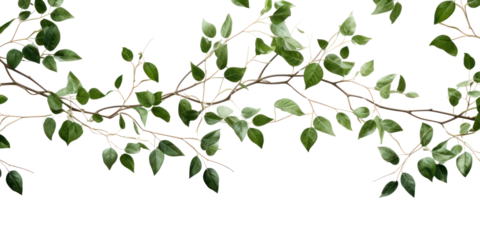 PNG Plant leaf backgrounds outdoors.