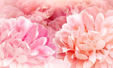 Flowers  pink  peonies.  Floral  spring  background. Petals peonies. Close-up. Nature.