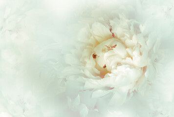 Flower   peony.  Floral  spring  background.  Petals peonies.    Close-up.   Nature.