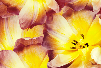 Tulip flower.   Floral spring background.   Close-up.   Nature.