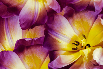 Tulip flower purple.   Floral spring background.   Close-up.   Nature.