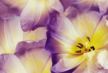 Tulip flower purple.   Floral spring background.   Close-up.   Nature.