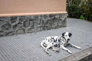 Cute Dalmatian dog is lying on the ground, Dalmatian resting. Dotted dog outdoor