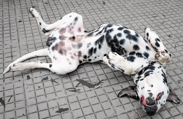 Cute Dalmatian dog is lying on the ground, Dalmatian sleeping. Dotted dog