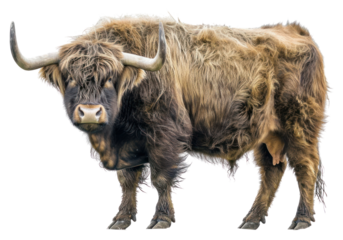 PNG Yak bull livestock wildlife cattle.