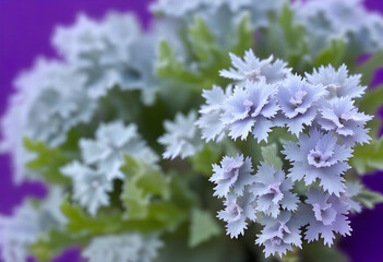 A close-up of a Dusty Miller plant with gray flowers in a monochromatic filter