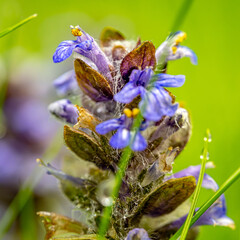 Eine Wildblume auf einer Wiese am frühen Morgen.