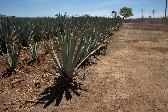 PAISAJE CON SIEMBRA DE AGAVE ESPADIN Y CIELO AZUL