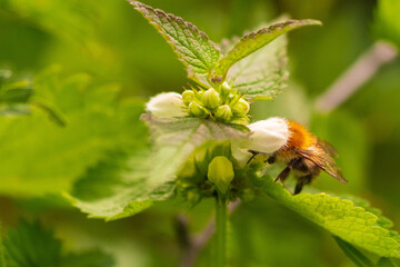 Eine Hummel steckt tief mit dem Kopf in einer Blüte