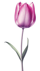 PNG A tulip blossom flower nature.