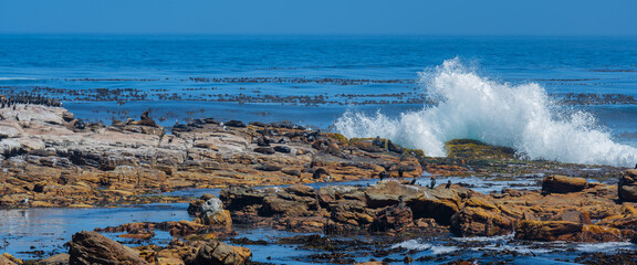 Südafrikanische Seebären oder Seelöwen und Kormorane auf Meeres Felsen am Kap der guten Hoffnung in Süd Afrika