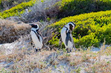 Fototapeta premium Brillenpinguine, Pinguine am Boulders Beach in Simon’s Town Südafrika