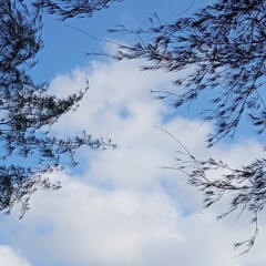 Obraz premium tree in the sky