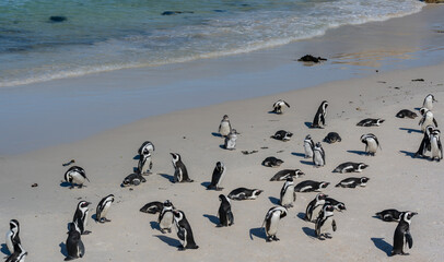 Brillenpinguine, Pinguine am Boulders Beach in Simon’s Town Südafrika