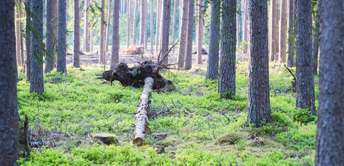 Pine tree fallen in forest with roots hanging