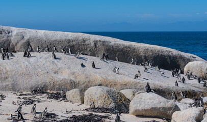 Brillenpinguine, Pinguine am Boulders Beach in Simon’s Town Südafrika