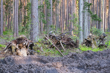 Pine tree fallen in forest with roots hanging
