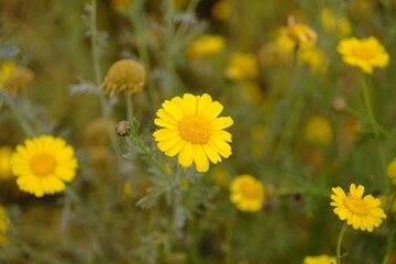 yellow flowers in the field