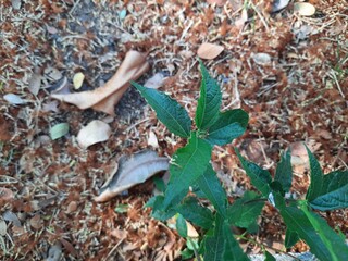 leaves on the ground
