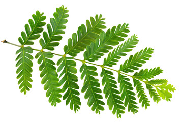single fresh mimosa green leaves isolated on transparent or white backgroud png cutout clipping path