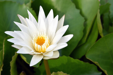 purity white lotus or water lily with yellow pollen and green foliage