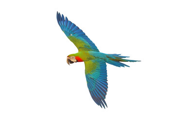 Colorful flying Harlequin Macaw parrot isolated on transparent background png file	