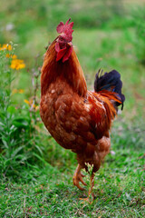 Red big beautiful Free range organic agrarian Rooster walks on a green lawn. The concept of natural content.