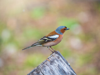 Common chaffinch, Fringilla coelebs, sits on a tree. Common chaffinch in wildlife.