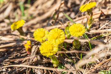 The spring primroses. The bright yellow flowers of coltsfoot in the sunshine.