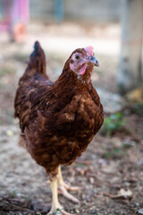 Brown chicken walking in rural animal farming