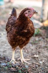 Brown chicken walking in rural animal farming