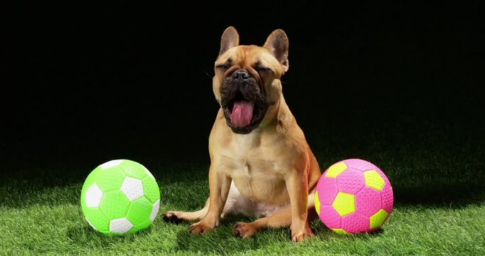 Exhausted puppy sits on artificial grass surrounded by colorful soccer balls. Panting with its tongue out, it reflects happiness after playful session.