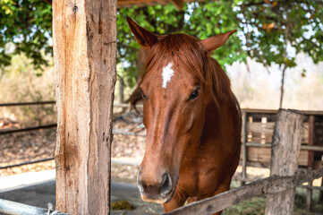 Brown breeding horse standing in stable 