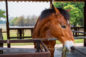 Brown breeding horse standing in stable 